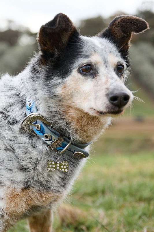 Pure Western Kaira Dog Collar